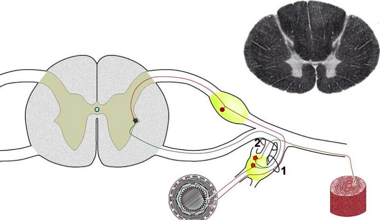 Rolle des Rückenmarks