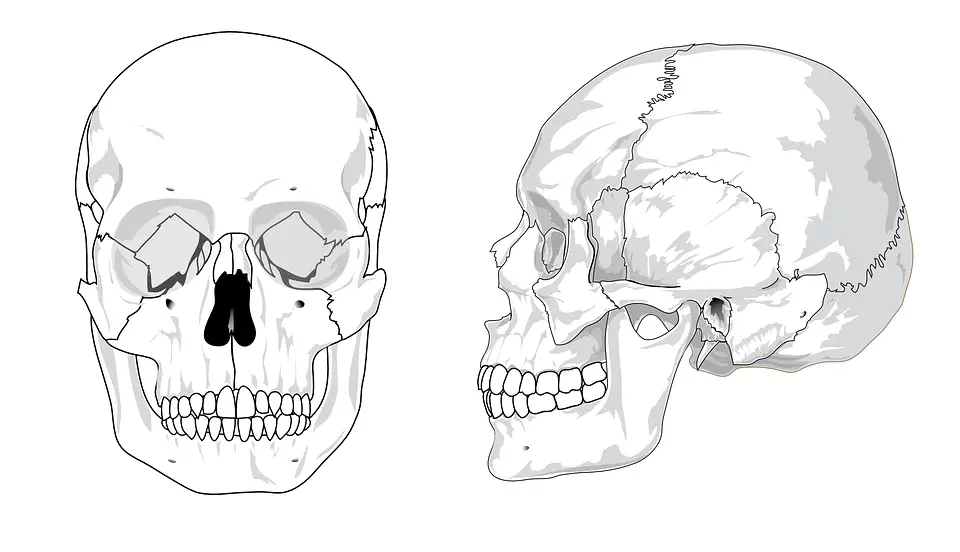 kraniets anatomi
