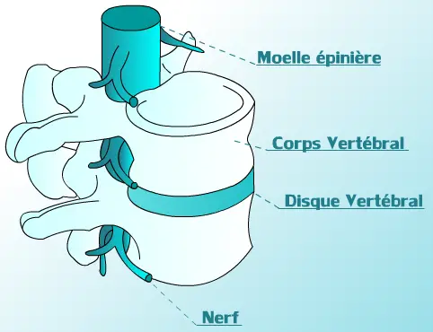 Anatomie des Rückenmarks