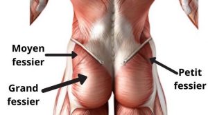 gluteus muscle