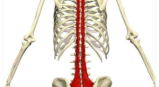 multifidus multifidus-Muskel