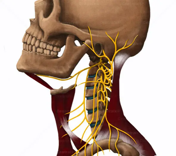 頸神経叢：定義と解剖学