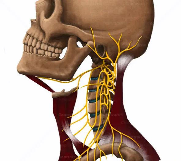 cervical plexus2 cervical plexus