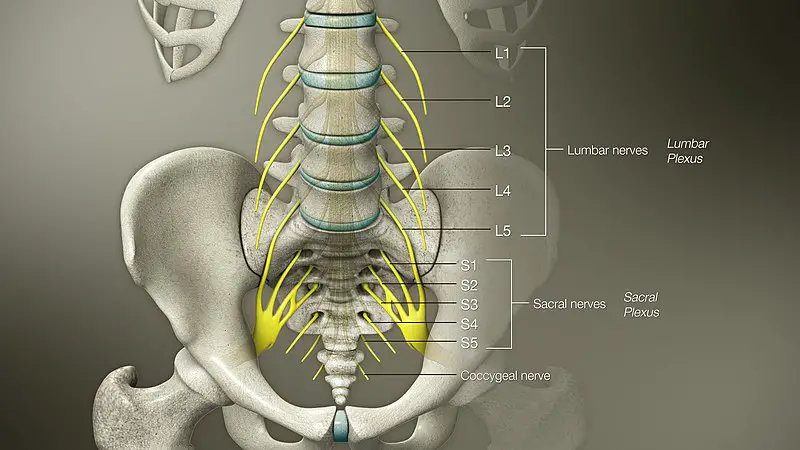 lumbal plexus