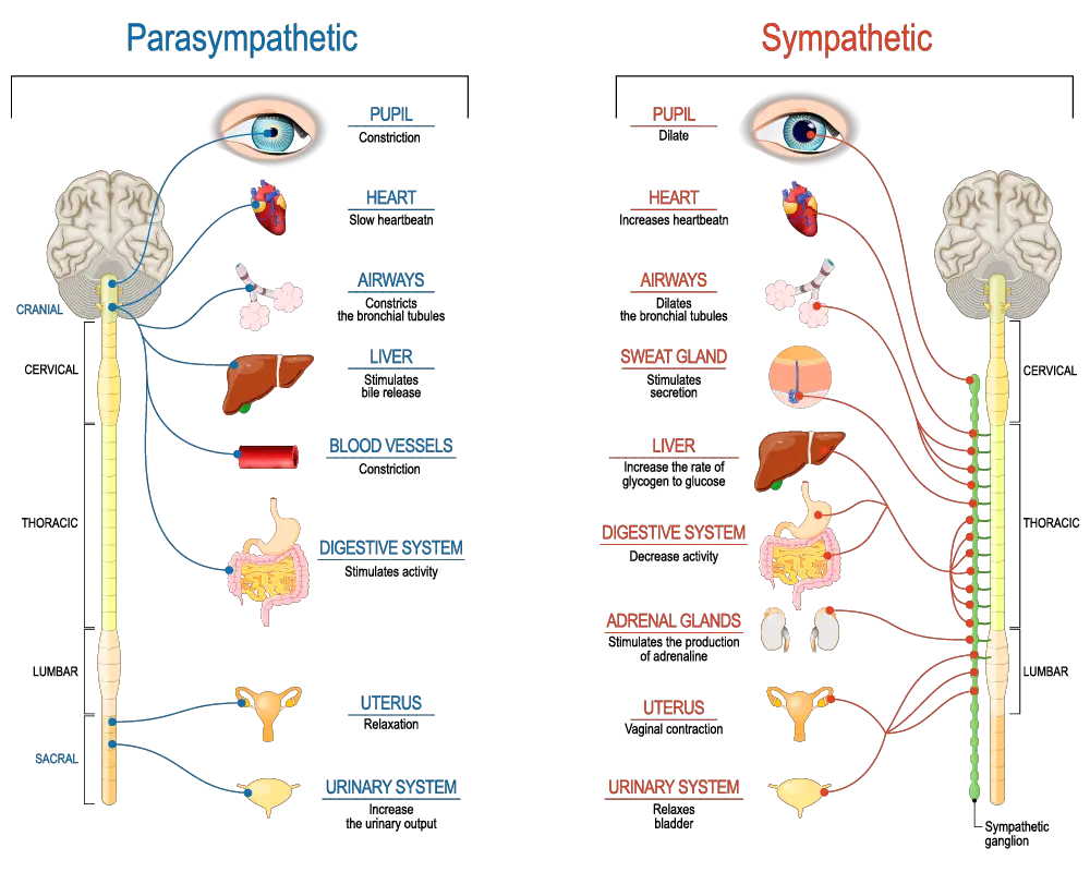 role of sympathetic and parasympathetic systems