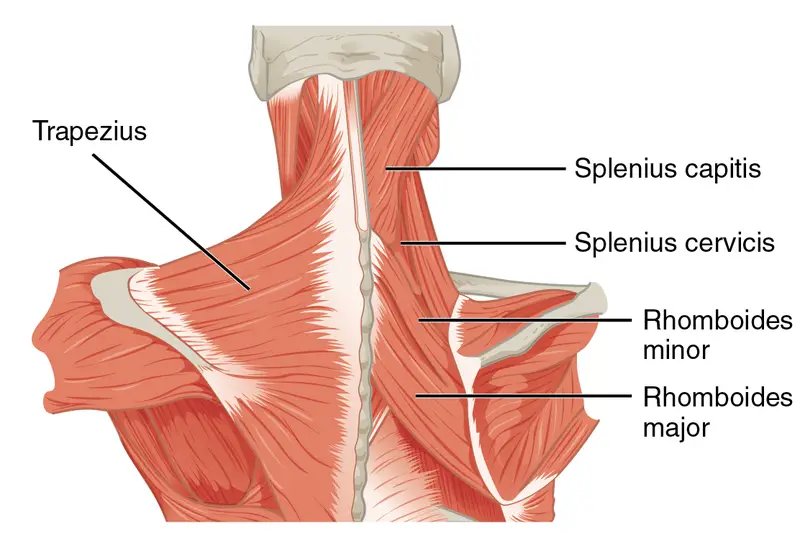 scapula anatomi