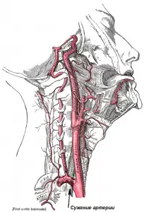 Artère vertébrale : anatomie et troubles