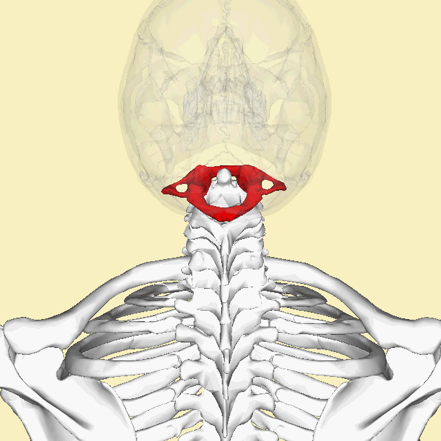 atlas anatomi