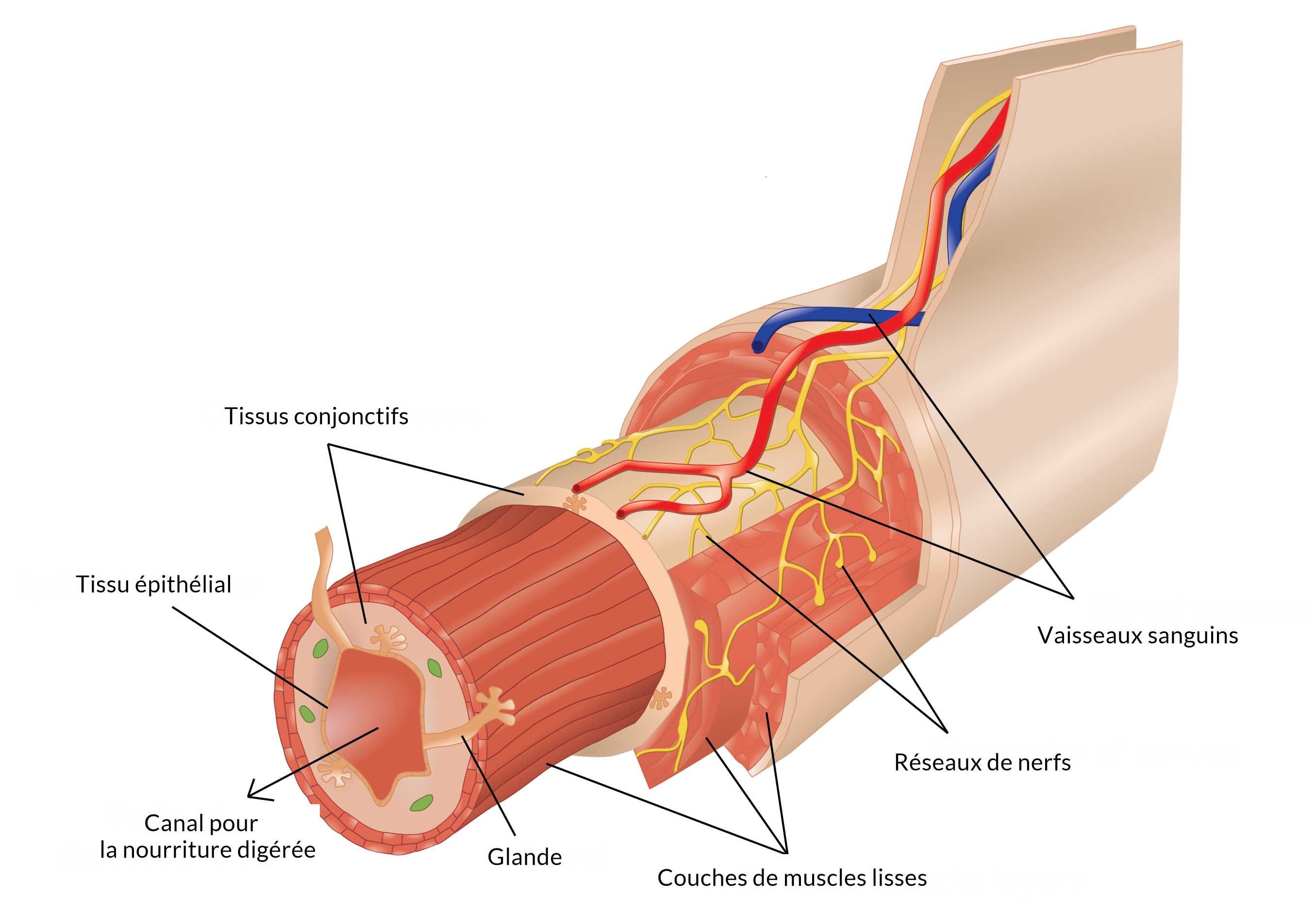 Connective tissue