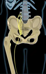 anatomia del nervi ciàtic