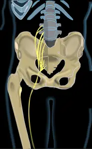 líffærafræði sciatic tauga