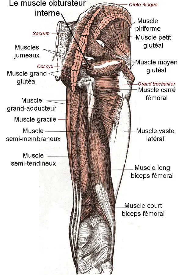 عضلة سدادة داخلية