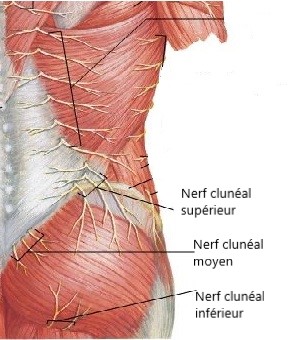 anatomi af den cluneale nerve
