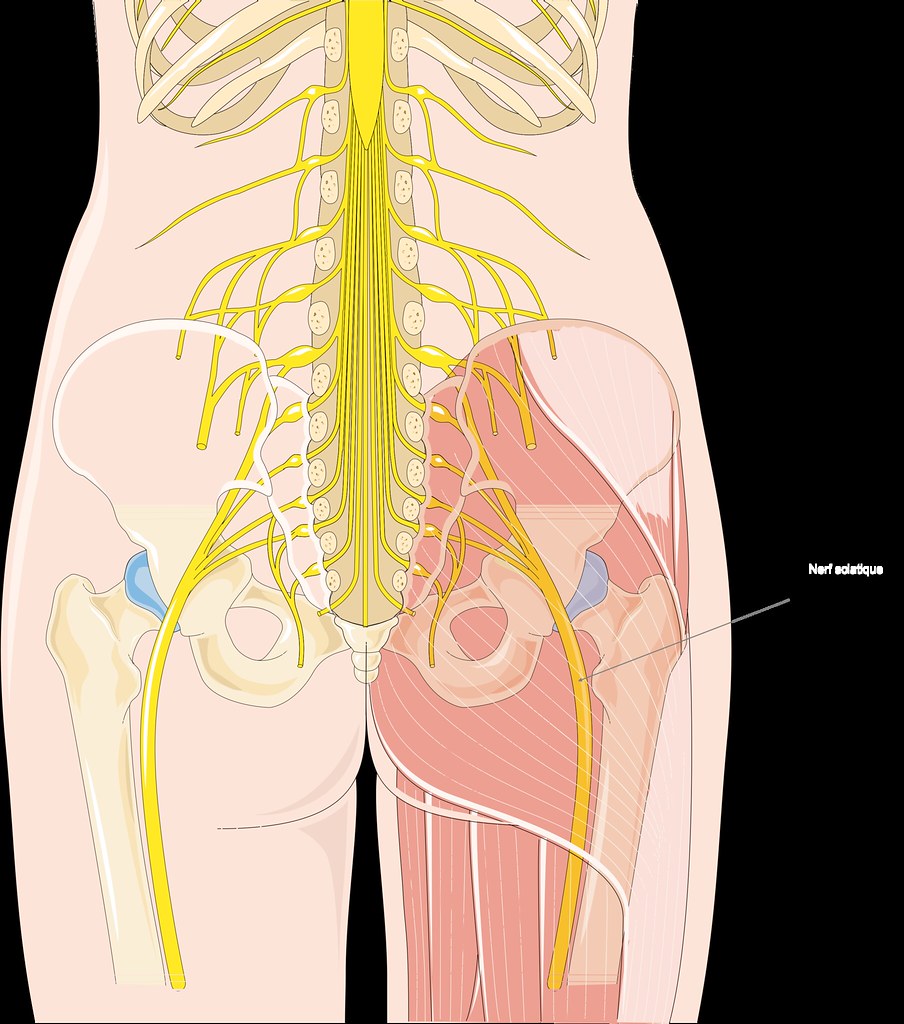 course of the sciatic nerve