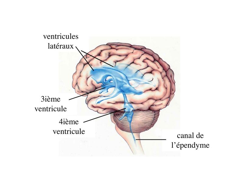 ependymal canal