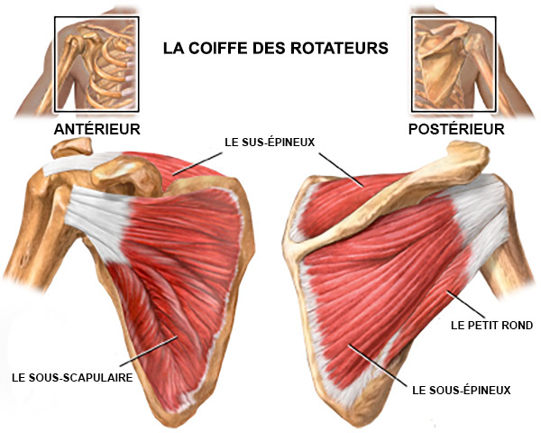 anatomia do manguito rotador