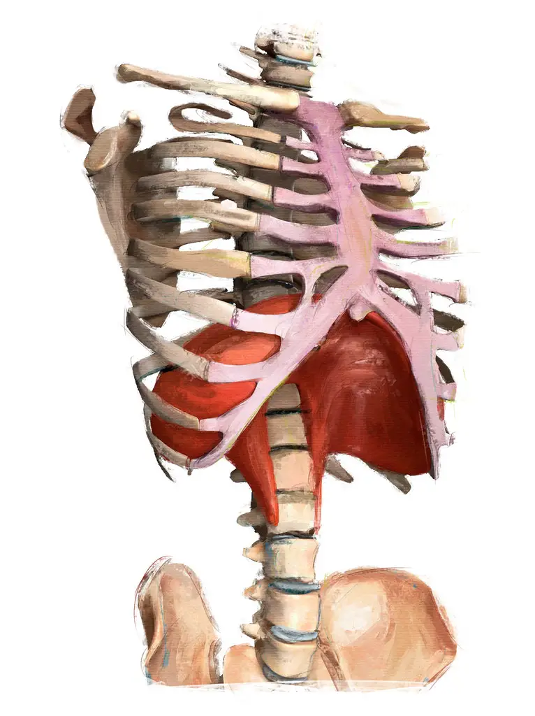 anatomie du diaphragme