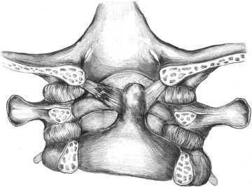 Alar ligament: Anatomi og klinisk implikation