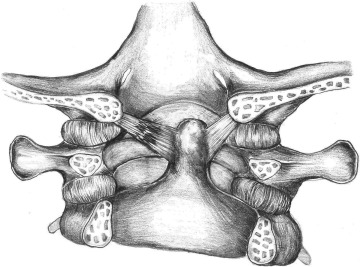 ligamento da asa2