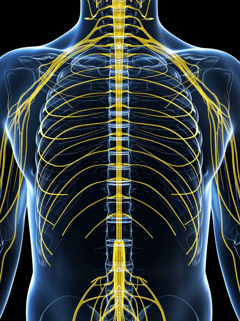 Interkostalnerv: Anatomie und Pathologien