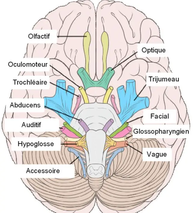 anatomie des nerfs crâniens