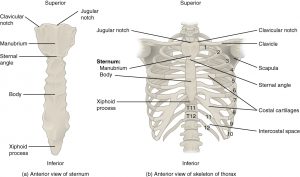 胸骨と胸郭の胸骨の痛み