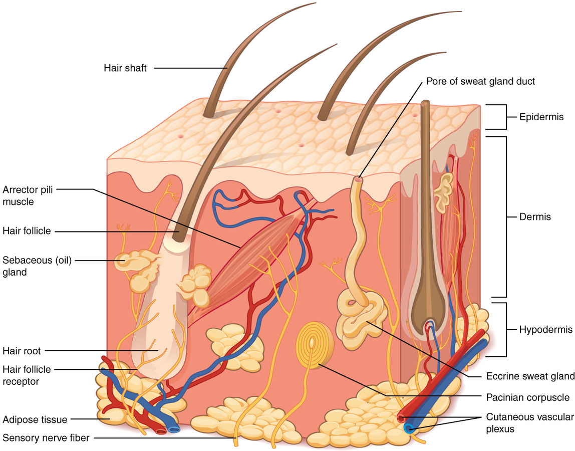 anatomia del cuir cabellut
