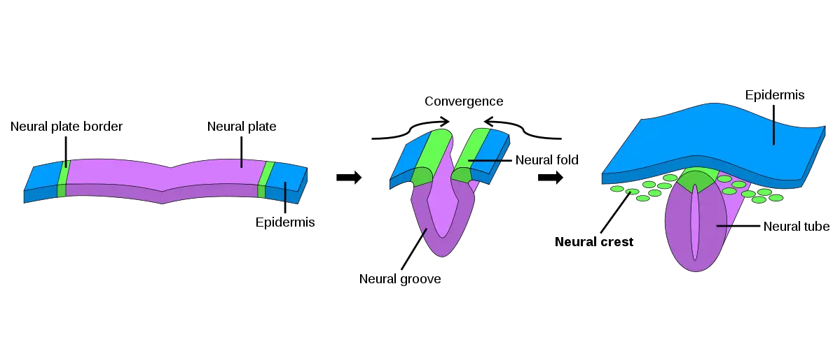 tubo neural
