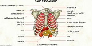 Rib cage pain in the middle of the back