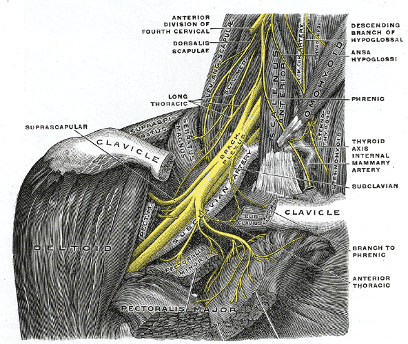 العصب الصدري الطويل