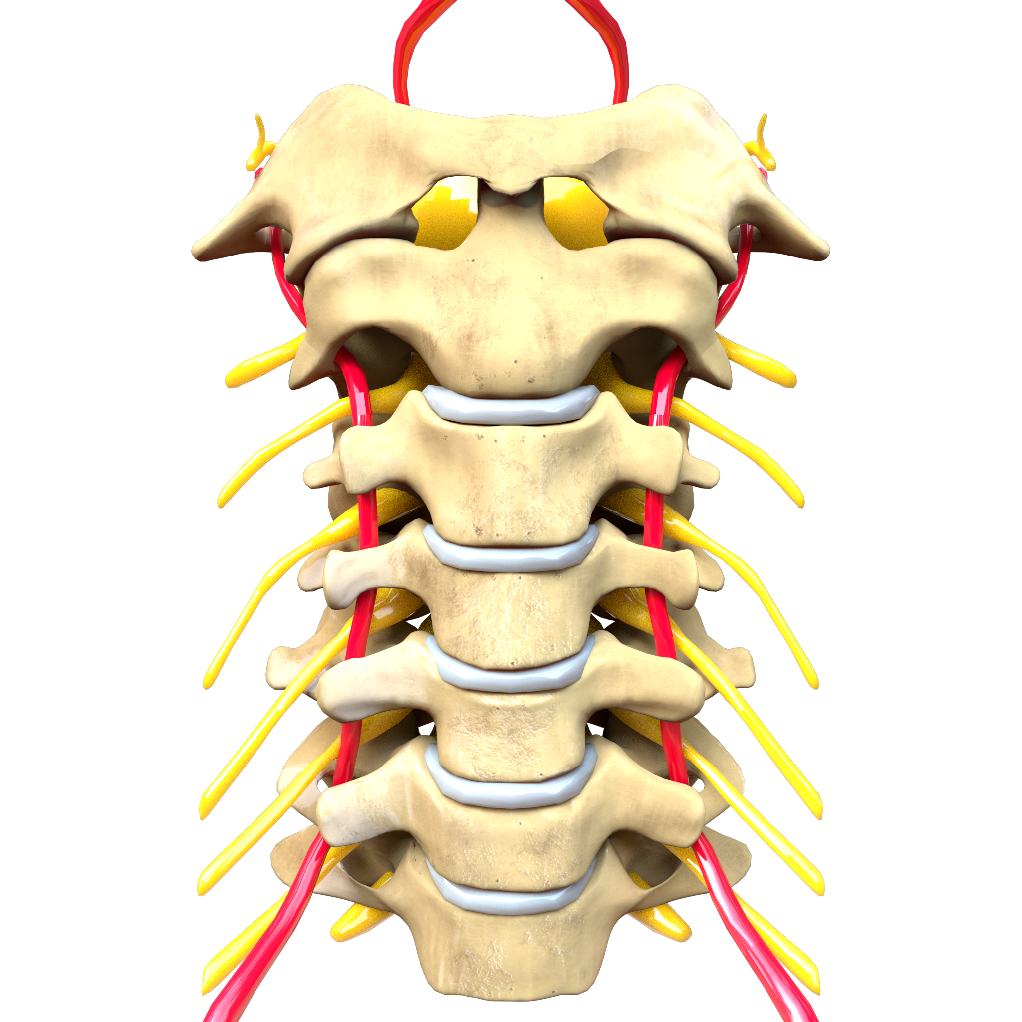 cervikal rygsøjlens anatomi