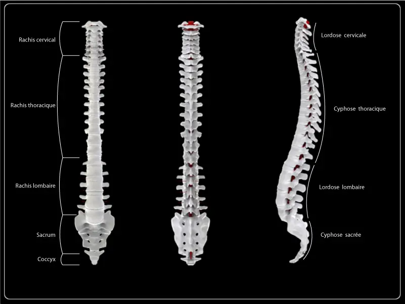 anatomia de la columna vertebral