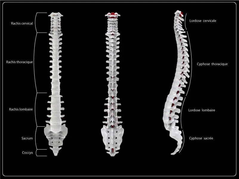 anatomia della colonna vertebrale