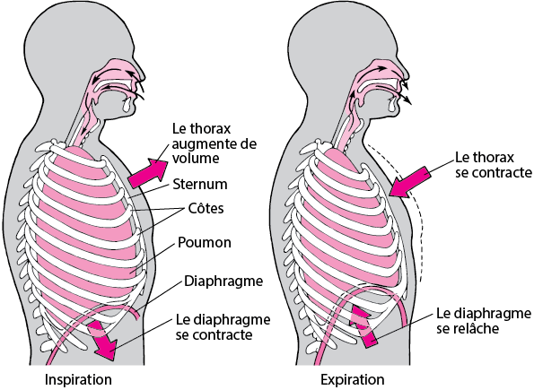 Atmungsmechanismus