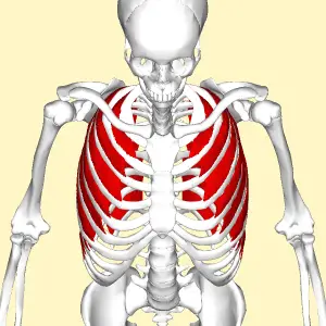 Anatomie der Zwischenrippenmuskulatur