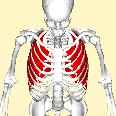 anatomi af de interkostale muskler