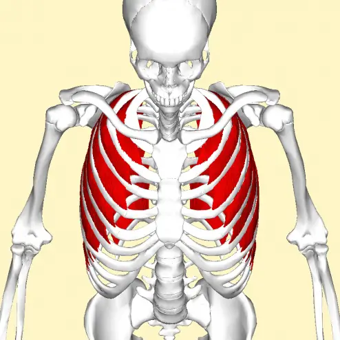 Anatomie der Zwischenrippenmuskulatur