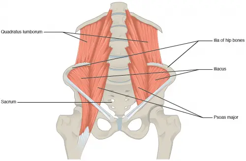 psoas anatomi