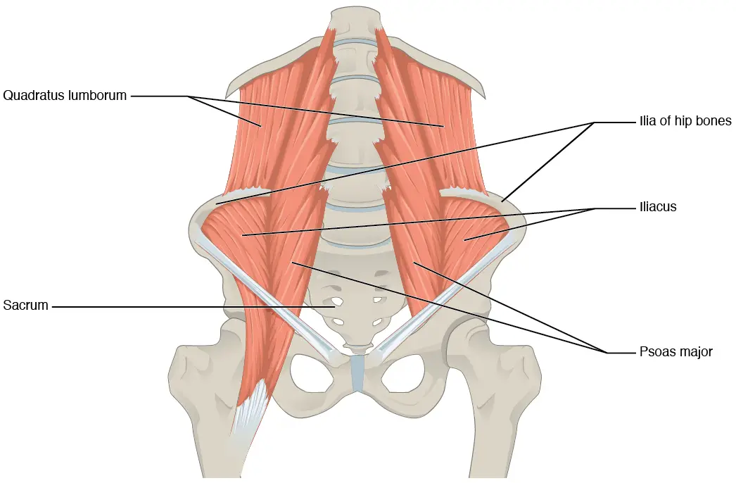 anatomia del psoas