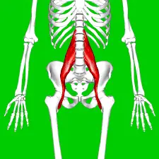 psoas