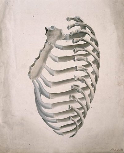 sternum et cage thoracique