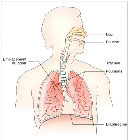 Anatomie der Atemwege