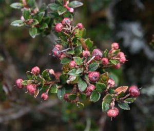 Gaultheria