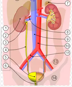 Urinsystem