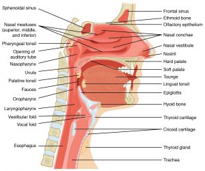 anatomie de la gorge