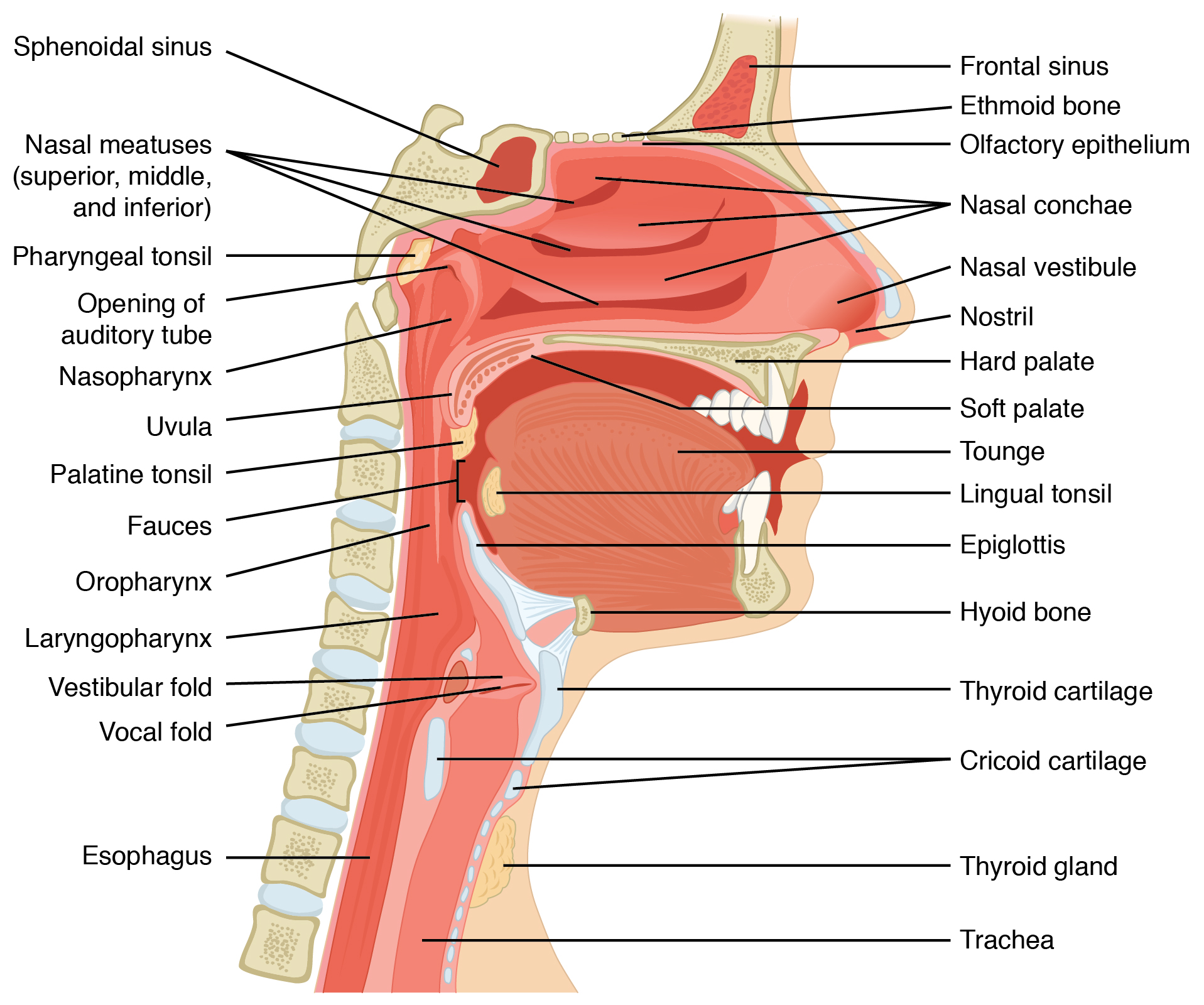 Hals Anatomie