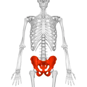anatomia pélvica