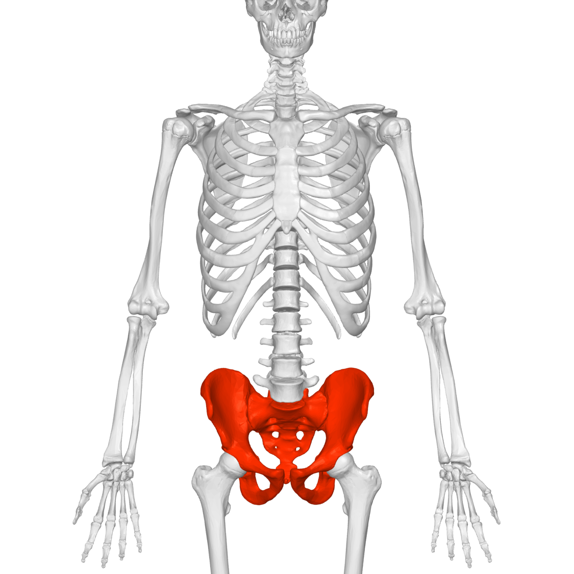 anatomie du bassin