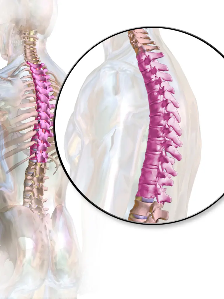 Дорсалгия грудного отдела позвоночника. Thoracic Spine. Болит позвоночник посередине спины. Боль в позвоночнике посередине спины.