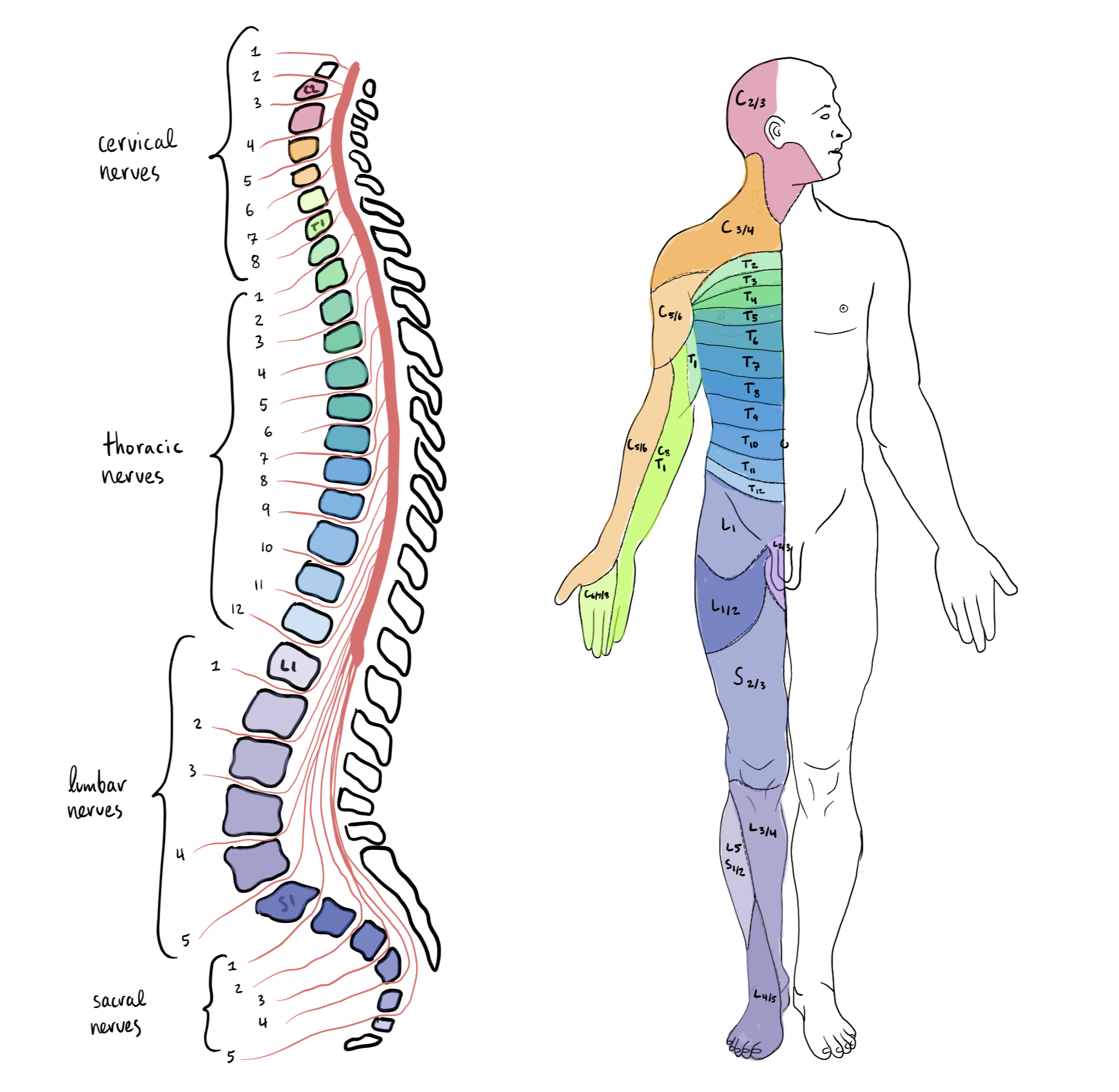 Dermatom und Innervation